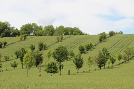 Champ en pente planté de rangées d'arbres en agroforesterie